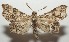  ( - 17-SRNP-107682)  @13 [ ] CreativeCommons  Attribution Non-Commercial Share-Alike (2019) Daniel H. Janzen Guanacaste Dry Forest Conservation Fund