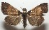  ( - 17-SRNP-107691)  @14 [ ] CreativeCommons  Attribution Non-Commercial Share-Alike (2019) Daniel H. Janzen Guanacaste Dry Forest Conservation Fund