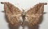  ( - 17-SRNP-107755)  @14 [ ] CreativeCommons  Attribution Non-Commercial Share-Alike (2019) Daniel H. Janzen Guanacaste Dry Forest Conservation Fund