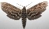  ( - 17-SRNP-107811)  @11 [ ] CreativeCommons  Attribution Non-Commercial Share-Alike (2019) Daniel H. Janzen Guanacaste Dry Forest Conservation Fund