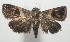  ( - 17-SRNP-107869)  @13 [ ] CreativeCommons  Attribution Non-Commercial Share-Alike (2019) Daniel H. Janzen Guanacaste Dry Forest Conservation Fund