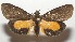  ( - 17-SRNP-107919)  @11 [ ] CreativeCommons  Attribution Non-Commercial Share-Alike (2019) Daniel H. Janzen Guanacaste Dry Forest Conservation Fund