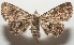  (Metalectra Poole18 - 17-SRNP-107927)  @14 [ ] CreativeCommons  Attribution Non-Commercial Share-Alike (2019) Daniel H. Janzen Guanacaste Dry Forest Conservation Fund