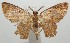  ( - 17-SRNP-107947)  @11 [ ] CreativeCommons  Attribution Non-Commercial Share-Alike (2019) Daniel H. Janzen Guanacaste Dry Forest Conservation Fund