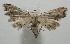  ( - 17-SRNP-107995)  @13 [ ] CreativeCommons  Attribution Non-Commercial Share-Alike (2019) Daniel H. Janzen Guanacaste Dry Forest Conservation Fund