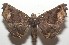  ( - 17-SRNP-108035)  @11 [ ] CreativeCommons  Attribution Non-Commercial Share-Alike (2019) Daniel H. Janzen Guanacaste Dry Forest Conservation Fund