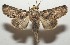  ( - 17-SRNP-108089)  @11 [ ] CreativeCommons  Attribution Non-Commercial Share-Alike (2019) Daniel H. Janzen Guanacaste Dry Forest Conservation Fund