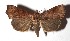  ( - 17-SRNP-1360)  @14 [ ] CreativeCommons  Attribution Non-Commercial Share-Alike (2019) Daniel H. Janzen Guanacaste Dry Forest Conservation Fund
