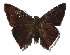  ( - 17-SRNP-20956)  @14 [ ] CreativeCommons  Attribution Non-Commercial Share-Alike (2019) Daniel H. Janzen Guanacaste Dry Forest Conservation Fund