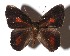  ( - 17-SRNP-2265)  @14 [ ] CreativeCommons  Attribution Non-Commercial Share-Alike (2019) Daniel H. Janzen Guanacaste Dry Forest Conservation Fund
