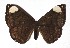  ( - 17-SRNP-243)  @14 [ ] CreativeCommons  Attribution Non-Commercial Share-Alike (2019) Daniel H. Janzen Guanacaste Dry Forest Conservation Fund