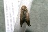  ( - 17-SRNP-30372)  @11 [ ] CreativeCommons  Attribution Non-Commercial Share-Alike (2019) Daniel H. Janzen Guanacaste Dry Forest Conservation Fund