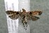  (Dichomeris Janzen273 - 17-SRNP-30744)  @14 [ ] CreativeCommons  Attribution Non-Commercial Share-Alike (2019) Daniel H. Janzen Guanacaste Dry Forest Conservation Fund