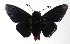  ( - 17-SRNP-31311)  @13 [ ] CreativeCommons  Attribution Non-Commercial Share-Alike (2019) Daniel H. Janzen Guanacaste Dry Forest Conservation Fund