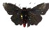  (Mysoria sejanus - 17-SRNP-31311)  @14 [ ] CreativeCommons  Attribution Non-Commercial Share-Alike (2019) Daniel H. Janzen Guanacaste Dry Forest Conservation Fund