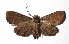  ( - 17-SRNP-31518)  @14 [ ] CreativeCommons  Attribution Non-Commercial Share-Alike (2019) Daniel H. Janzen Guanacaste Dry Forest Conservation Fund