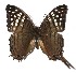  ( - 17-SRNP-31524)  @11 [ ] CreativeCommons  Attribution Non-Commercial Share-Alike (2019) Daniel H. Janzen Guanacaste Dry Forest Conservation Fund