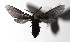  ( - 17-SRNP-31651)  @14 [ ] CreativeCommons  Attribution Non-Commercial Share-Alike (2019) Daniel H. Janzen Guanacaste Dry Forest Conservation Fund