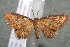  ( - 17-SRNP-32138)  @11 [ ] CreativeCommons  Attribution Non-Commercial Share-Alike (2019) Daniel H. Janzen Guanacaste Dry Forest Conservation Fund