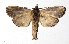  ( - 17-SRNP-32184)  @13 [ ] CreativeCommons  Attribution Non-Commercial Share-Alike (2019) Daniel H. Janzen Guanacaste Dry Forest Conservation Fund