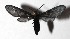  ( - 17-SRNP-32238)  @14 [ ] CreativeCommons  Attribution Non-Commercial Share-Alike (2019) Daniel H. Janzen Guanacaste Dry Forest Conservation Fund