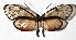  ( - 17-SRNP-32459)  @13 [ ] CreativeCommons  Attribution Non-Commercial Share-Alike (2019) Daniel H. Janzen Guanacaste Dry Forest Conservation Fund