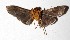  ( - 17-SRNP-35553)  @11 [ ] CreativeCommons  Attribution Non-Commercial Share-Alike (2019) Daniel H. Janzen Guanacaste Dry Forest Conservation Fund