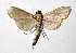  ( - 17-SRNP-36128)  @11 [ ] CreativeCommons  Attribution Non-Commercial Share-Alike (2019) Daniel H. Janzen Guanacaste Dry Forest Conservation Fund