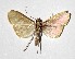  ( - 17-SRNP-36137)  @11 [ ] CreativeCommons  Attribution Non-Commercial Share-Alike (2019) Daniel H. Janzen Guanacaste Dry Forest Conservation Fund