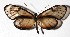  ( - 17-SRNP-36243)  @13 [ ] CreativeCommons  Attribution Non-Commercial Share-Alike (2019) Daniel H. Janzen Guanacaste Dry Forest Conservation Fund