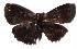  ( - 17-SRNP-40440)  @12 [ ] CreativeCommons  Attribution Non-Commercial Share-Alike (2019) Daniel H. Janzen Guanacaste Dry Forest Conservation Fund