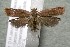  ( - 17-SRNP-40745)  @11 [ ] CreativeCommons  Attribution Non-Commercial Share-Alike (2019) Daniel H. Janzen Guanacaste Dry Forest Conservation Fund