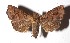  ( - 17-SRNP-45962)  @14 [ ] CreativeCommons  Attribution Non-Commercial Share-Alike (2019) Daniel H. Janzen Guanacaste Dry Forest Conservation Fund