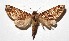  ( - 17-SRNP-45974)  @13 [ ] CreativeCommons  Attribution Non-Commercial Share-Alike (2019) Daniel H. Janzen Guanacaste Dry Forest Conservation Fund