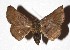  ( - 17-SRNP-55673)  @14 [ ] CreativeCommons  Attribution Non-Commercial Share-Alike (2019) Daniel H. Janzen Guanacaste Dry Forest Conservation Fund