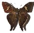  ( - 17-SRNP-55894)  @13 [ ] CreativeCommons  Attribution Non-Commercial Share-Alike (2019) Daniel H. Janzen Guanacaste Dry Forest Conservation Fund