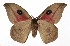  ( - 17-SRNP-56062)  @14 [ ] CreativeCommons  Attribution Non-Commercial Share-Alike (2019) Daniel H. Janzen Guanacaste Dry Forest Conservation Fund