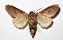  (Cecrita macarisma - 17-SRNP-56534)  @14 [ ] CreativeCommons  Attribution Non-Commercial Share-Alike (2019) Daniel H. Janzen Guanacaste Dry Forest Conservation Fund