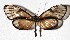  ( - 17-SRNP-56599)  @13 [ ] CreativeCommons  Attribution Non-Commercial Share-Alike (2019) Daniel H. Janzen Guanacaste Dry Forest Conservation Fund
