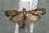  ( - 17-SRNP-70620)  @11 [ ] CreativeCommons  Attribution Non-Commercial Share-Alike (2019) Daniel H. Janzen Guanacaste Dry Forest Conservation Fund