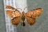  ( - 17-SRNP-71268)  @11 [ ] CreativeCommons  Attribution Non-Commercial Share-Alike (2019) Daniel H. Janzen Guanacaste Dry Forest Conservation Fund
