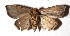  ( - 17-SRNP-71286)  @11 [ ] CreativeCommons  Attribution Non-Commercial Share-Alike (2019) Daniel H. Janzen Guanacaste Dry Forest Conservation Fund