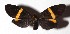  ( - 17-SRNP-72659)  @11 [ ] CreativeCommons  Attribution Non-Commercial Share-Alike (2019) Daniel H. Janzen Guanacaste Dry Forest Conservation Fund