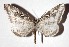  (Macrosoma tipulataDHJ02 - 17-SRNP-72678)  @15 [ ] CreativeCommons  Attribution Non-Commercial Share-Alike (2019) Daniel H. Janzen Guanacaste Dry Forest Conservation Fund