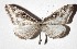  (Macrosoma tipulataDHJ02 - 17-SRNP-72689)  @15 [ ] CreativeCommons  Attribution Non-Commercial Share-Alike (2019) Daniel H. Janzen Guanacaste Dry Forest Conservation Fund