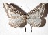  (Macrosoma Janzen01 - 17-SRNP-72690)  @11 [ ] CreativeCommons  Attribution Non-Commercial Share-Alike (2019) Daniel H. Janzen Guanacaste Dry Forest Conservation Fund