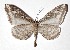  ( - 17-SRNP-72690)  @11 [ ] CreativeCommons  Attribution Non-Commercial Share-Alike (2019) Daniel H. Janzen Guanacaste Dry Forest Conservation Fund
