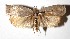  ( - 17-SRNP-72941)  @14 [ ] CreativeCommons  Attribution Non-Commercial Share-Alike (2019) Daniel H. Janzen Guanacaste Dry Forest Conservation Fund