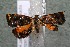  ( - 17-SRNP-73228)  @11 [ ] CreativeCommons  Attribution Non-Commercial Share-Alike (2019) Daniel H. Janzen Guanacaste Dry Forest Conservation Fund