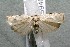  ( - 17-SRNP-75940)  @11 [ ] CreativeCommons  Attribution Non-Commercial Share-Alike (2019) Daniel H. Janzen Guanacaste Dry Forest Conservation Fund